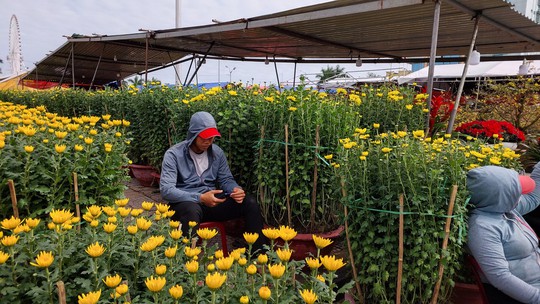 Hoa Tết Đà Nẵng: Hạ giá, sale sập sàn vẫn vắng người mua - Ảnh 3.