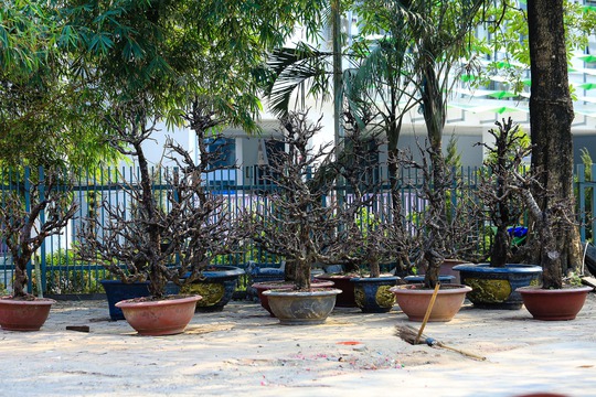 30 Tết, tiểu thương quyết chặt bỏ đào chứ không bán rẻ - Ảnh 1.