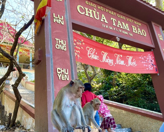 Hình ảnh hàng trăm con khỉ chọn cửa chùa làm nơi nương náu - Ảnh 2.