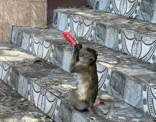Hình ảnh hàng trăm con khỉ chọn cửa chùa làm nơi nương náu - Ảnh 9.