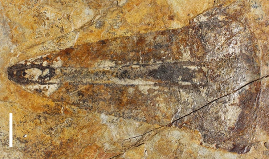 Bọ cạp thủy quái dài 1,1 m hiện hình nguyên vẹn sau 303 triệu năm - Ảnh 1.