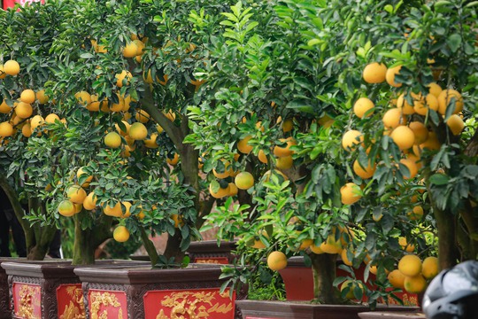 Chiêm ngưỡng cây bưởi cổ giá hơn trăm triệu đồng - Ảnh 4.