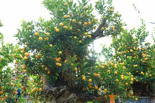 Độc đáo quất bonsai chào Tết Quý Mão 2023 - Ảnh 9.