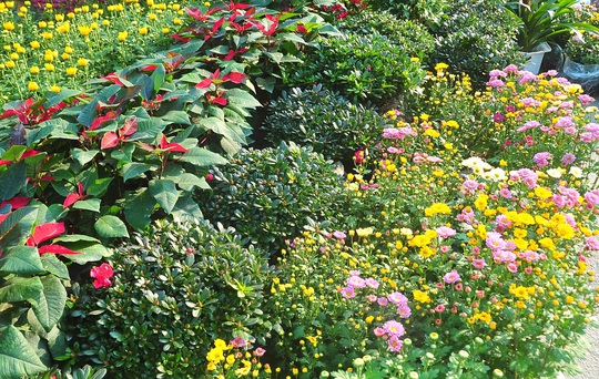 Hoa, cây cảnh ùn ùn về phố phục vụ dân chơi Tết - Ảnh 2.