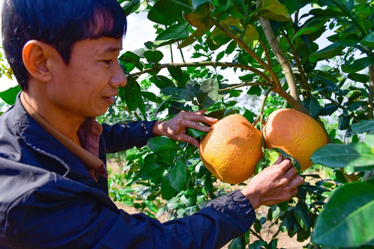 CLIP: Trồng loại trái cây đặc sản, gia đình nông dân kiếm nửa tỉ đồng mỗi vụ Tết - Ảnh 3.