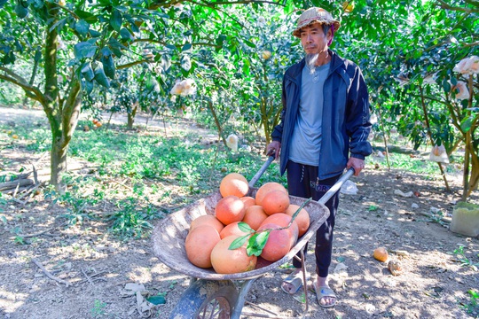 CLIP: Trồng loại trái cây đặc sản, gia đình nông dân kiếm nửa tỉ đồng mỗi vụ Tết - Ảnh 4.