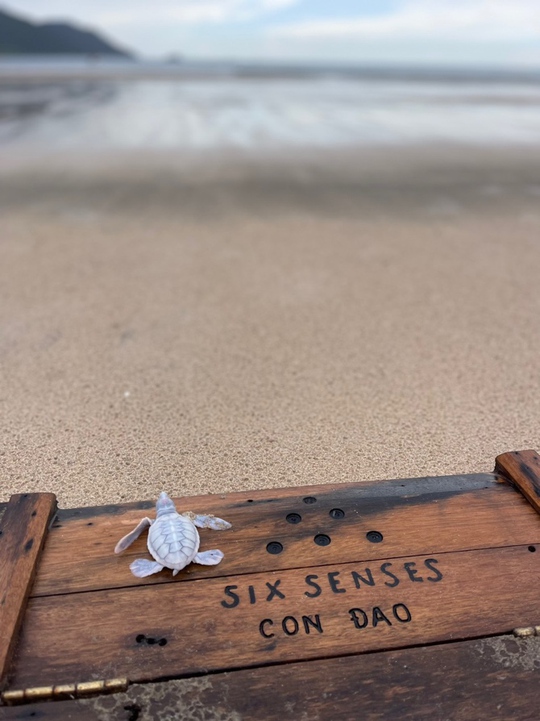 Độc đáo rùa biển bạch tạng chào đời tại Six Senses Côn Đảo - Ảnh 2.