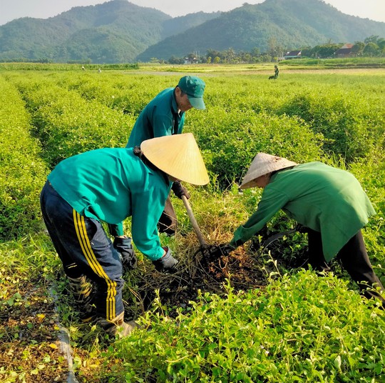 Thoát nghèo nhờ cây dược liệu - Ảnh 1.