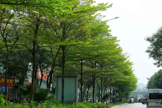 Hà Nội thí điểm bổ sung cây xanh ở phố cổ - Ảnh 1.
