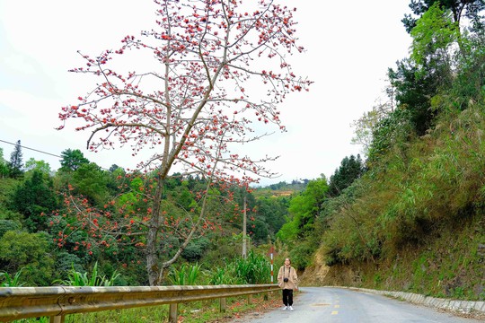 Mê mẩn ngắm hoa gạo rực đỏ núi rừng Hà Giang - Ảnh 2.