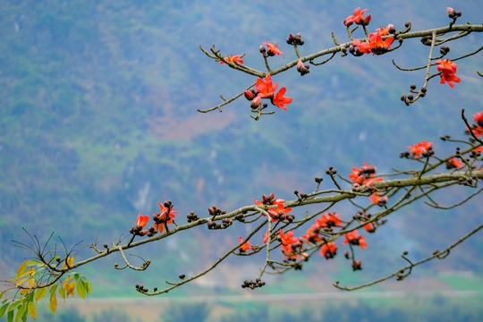 Mê mẩn ngắm hoa gạo rực đỏ núi rừng Hà Giang - Ảnh 4.