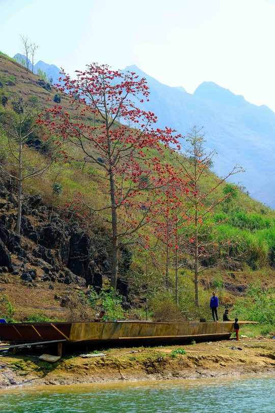 Mê mẩn ngắm hoa gạo rực đỏ núi rừng Hà Giang - Ảnh 9.