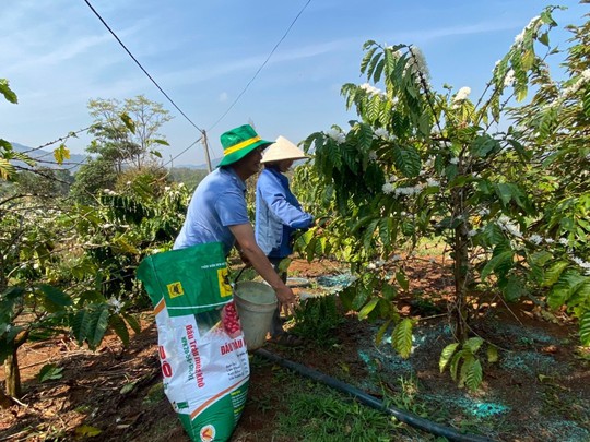 Tây Nguyên - quê hương mới của cà phê Vối - Ảnh 2.