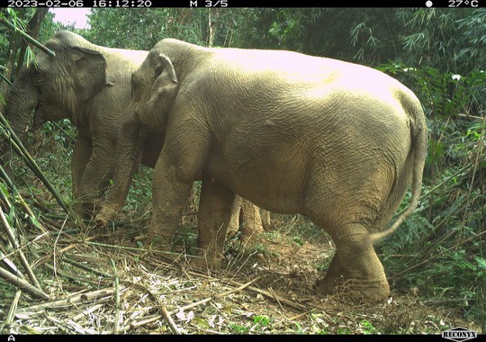 Phát hiện 2 voi rừng tại Vườn Quốc gia Vũ Quang - Ảnh 2.
