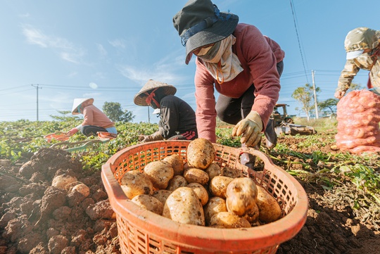 Orion phát triển vùng nguyên liệu khoai tây tại Việt Nam - Ảnh 2.