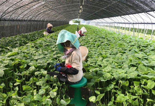 Hàn Quốc tăng chỉ tiêu lao động lành nghề nước ngoài - Ảnh 1.