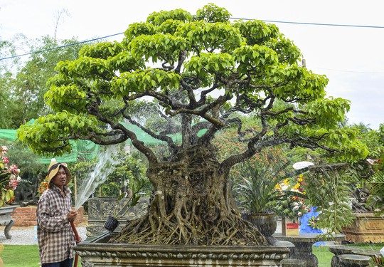 Khu vườn bonsai độc đáo của chàng trai trẻ Quảng Nam - Ảnh 3.