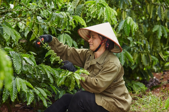Nestlé đứng đầu về phát triển bền vững trong lĩnh vực sản xuất cà phê - Ảnh 1.