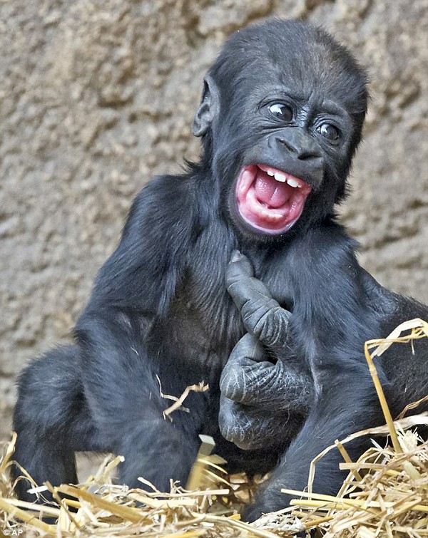 Khỉ con cười nắc nẻ: Những khoảnh khắc ngộ nghĩnh và đáng yêu của khỉ con đang cười nắc nẻ là điều không thể bỏ qua. Dù bạn đang xem cho giải trí hay muốn tìm hiểu thêm về loài khỉ đột, tất cả những hình ảnh vui nhộn của chúng tôi đều sẽ mang lại cho bạn những trải nghiệm tuyệt vời.