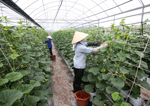 Mô hình liên kết sản xuất rau sạch cần được nhân rộng baoninhbinhorgvn #44 Mô hình liên kết sản xuất rau sạch cần được nhân rộng baoninhbinhorgvn