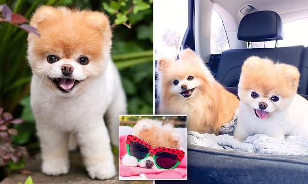 Meet Boo - The Cutest Dog the cutest dog boo Videos and Pictures