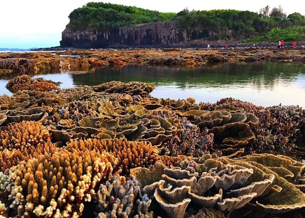 Ngắm tuyệt tác san hô cực đẹp ở Gành Yến – Quảng Ngãi - Báo Người ...