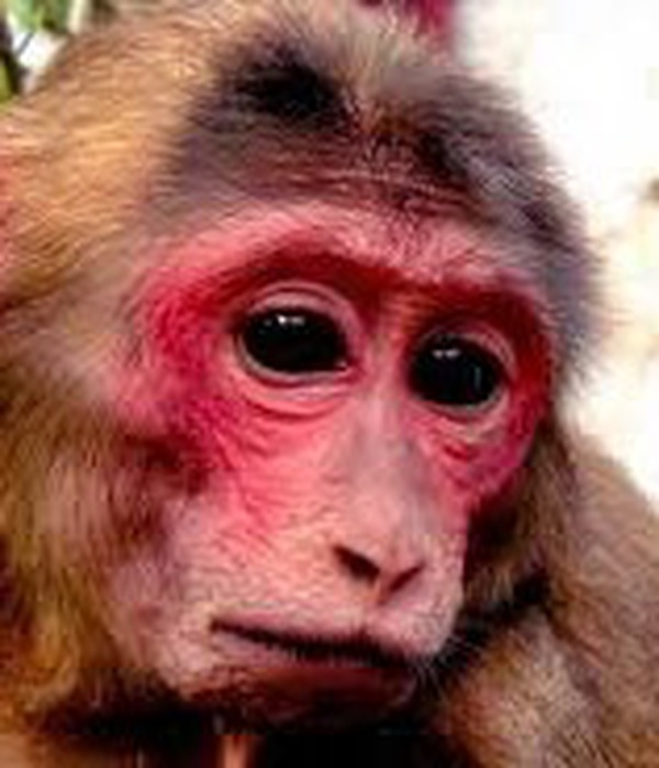 Khỉ mặt đỏ, vẻ ngoài đầy sức sống và cá tính. Hãy ngưỡng mộ vẻ đẹp hoang dã của chúng trên bức ảnh này và khám phá cuộc sống đại ngàn cùng chúng.