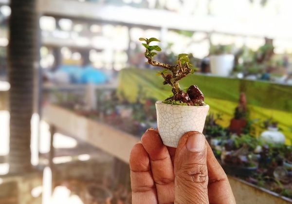 tiểu cảnh mini bonsai