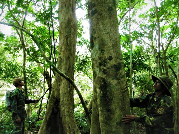 Định Hóa  Thái Nguyên Bảo vệ rừng phát triển kinh tế từng bước giảm  nghèo từ cây quế  Tạp chí điện tử Bảo vệ Rừng và Môi trường