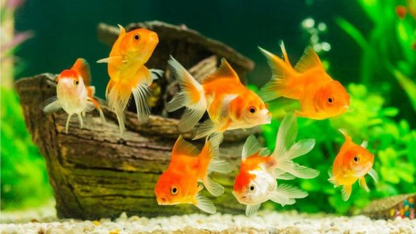 250 Hình Nền Cá 3 chiều Đẹp Sinh Động Nhất Thế Giới Thủy Sinh