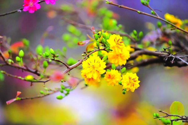 Hơn 100 hình nền powerpoint mùa xuân đầy màu sắc và tươi mới