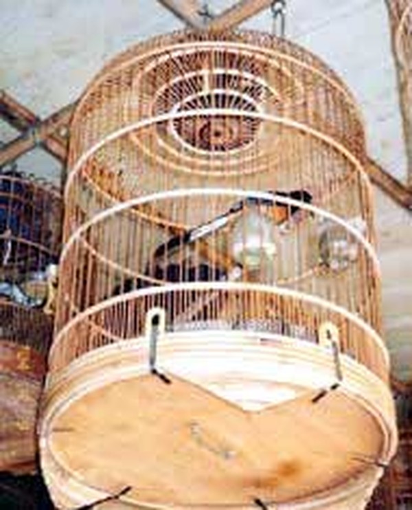 Chiêm ngưỡng loạt chim cảnh đẹp như tranh vẽ hút khách trên thị trường