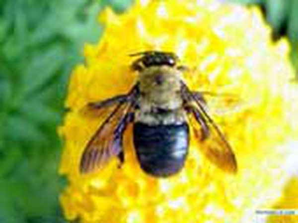 Có những công dụng khác của mật ong phấn hoa ngoài việc sử dụng trong ẩm thực và chăm sóc sức khỏe không?