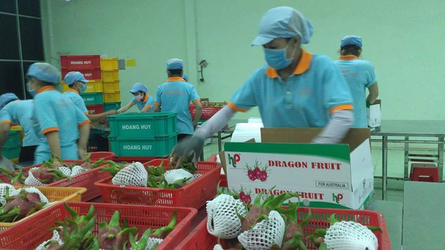 Lô thanh long đầu tiên "bay" sang Úc