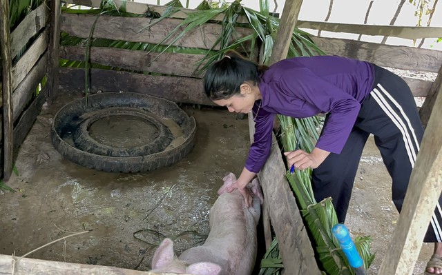 Hơn 600 con dê, lợn hỗ trợ người nghèo bất ngờ "chết như rạ" ở Quảng Bình- Ảnh 2.