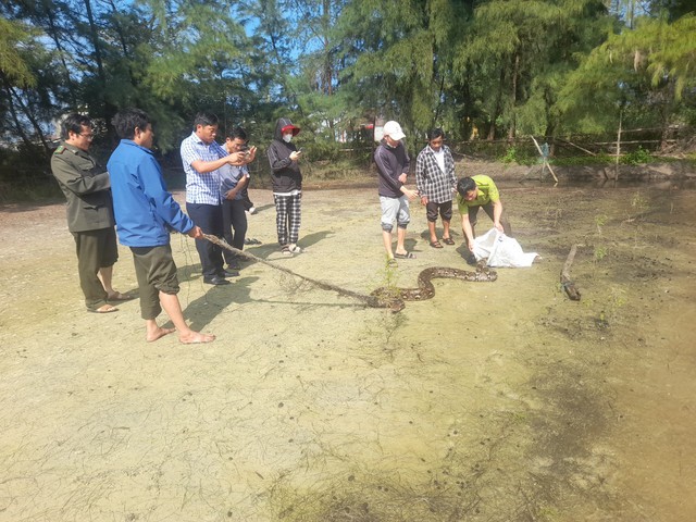 Đi câu cá, người dân phát hiện trăn gấm 25 kg dính lưới- Ảnh 1.