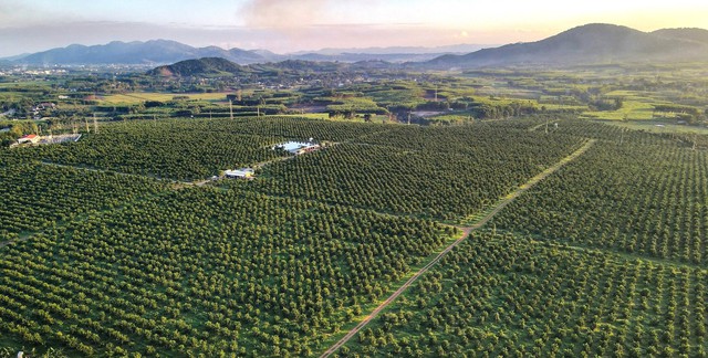 Một góc vườn cam đẹp nhất miền Trung với diện tích hơn 70 ha của Tập đoàn TH tại xã Nghĩa Bình, huyện Nghĩa Đàn, tỉnh Nghệ An