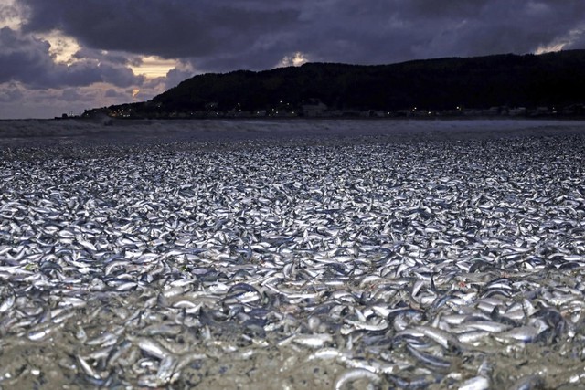 Nhật Bản giải mã vụ hơn 1.000 tấn cá chết nổi trắng bờ biển- Ảnh 1.