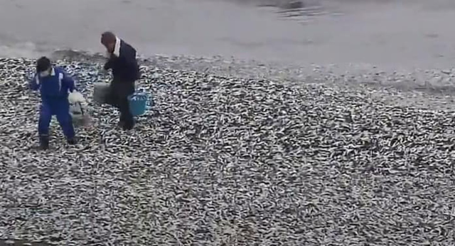 Nhật Bản giải mã vụ hơn 1.000 tấn cá chết nổi trắng bờ biển- Ảnh 3.