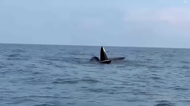 VIDEO: 3 con cá voi dài gần 20 m ngoi lên mặt nước săn mồi ở Cô Tô- Ảnh 1.