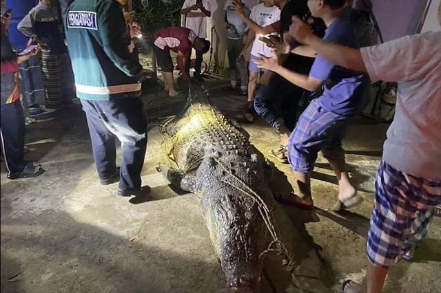 Cá sấu "quái vật" liên tiếp xuất hiện ở Malaysia- Ảnh 1.