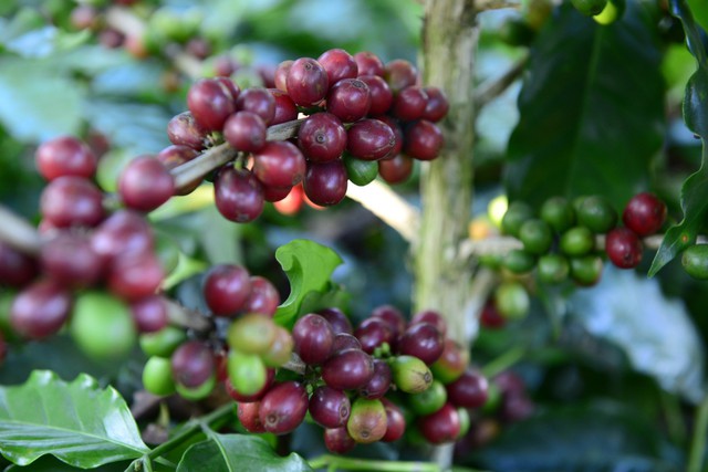 Một doanh nghiệp biến vỏ cà phê thành trà hảo hạng, bán giá 1,5 triệu đồng/kg- Ảnh 2.