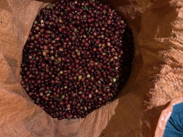 Một doanh nghiệp biến vỏ cà phê thành trà hảo hạng, bán giá 1,5 triệu đồng/kg- Ảnh 3.