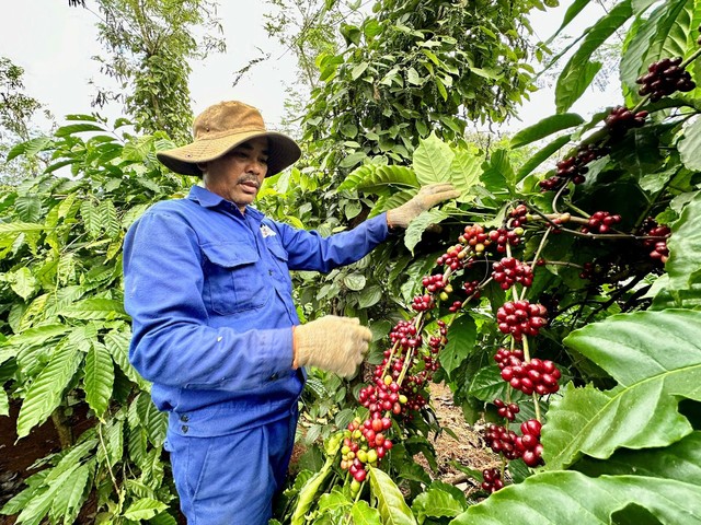 Nông dân trồng cà phê phấn khởi khi giá cà phê tăng cao  Ảnh: CAO NGUYÊN