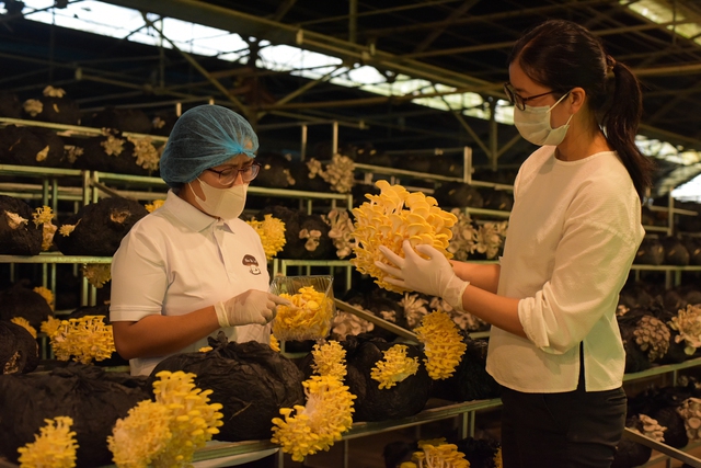 Chị Phạm Minh Hoa (bên phải) hướng dẫn công nhân thu hoạch nấm hoàng kim tại trang trại