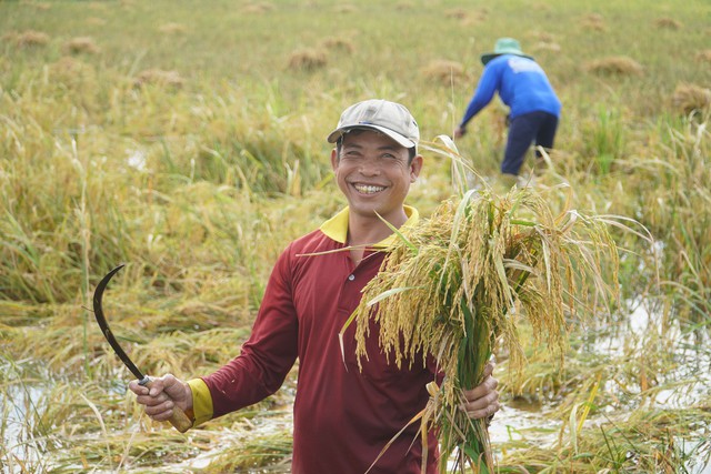 "Gạo xanh - sống lành": Hướng đi bền vững- Ảnh 1.