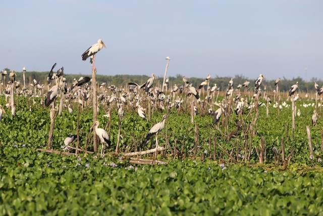 Cứ đến mùa thu hằng năm, hàng ngàn con chim cò nhạn di cư về sinh sống tại sông Đầm, tạo nên cảnh vật hết sức nên thơ Ảnh: THANH HIỀN