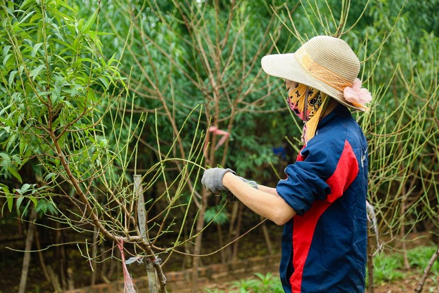 Làng đào Nhật Tân tất bật vào mùa tuốt lá- Ảnh 8.