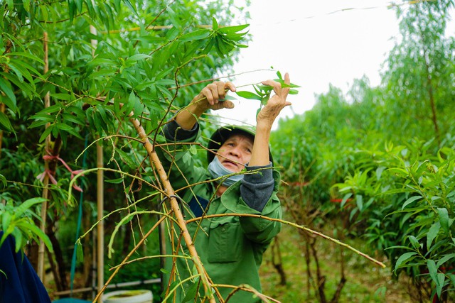 Làng đào Nhật Tân tất bật vào mùa tuốt lá- Ảnh 11.