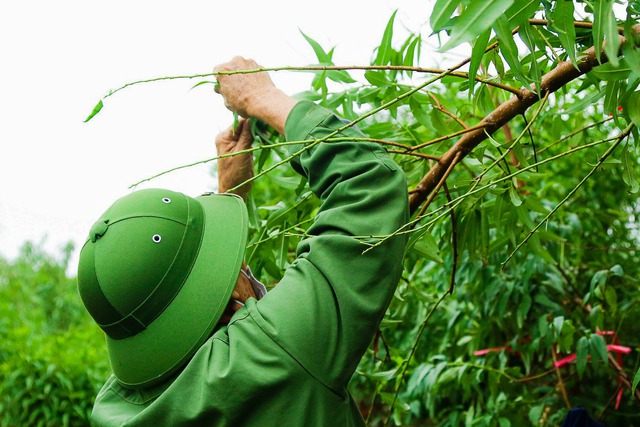 Làng đào Nhật Tân tất bật vào mùa tuốt lá- Ảnh 10.